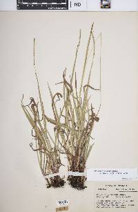 Paspalum setaceum var. muhlenbergii image