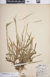 Paspalum setaceum var. muhlenbergii image