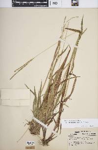 Paspalum setaceum var. muhlenbergii image