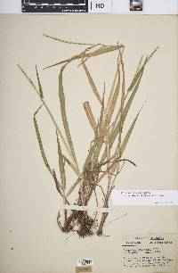 Paspalum setaceum var. muhlenbergii image