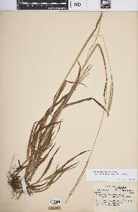 Paspalum setaceum var. muhlenbergii image