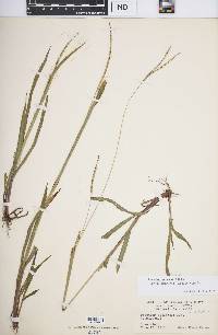 Paspalum setaceum var. muhlenbergii image