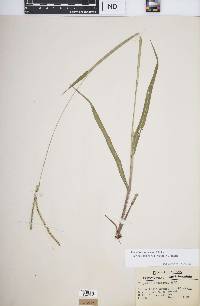 Paspalum setaceum var. muhlenbergii image