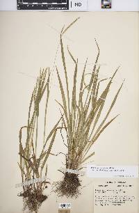 Paspalum setaceum var. muhlenbergii image