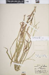 Paspalum setaceum var. stramineum image