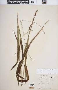 Paspalum setaceum var. ciliatifolium image