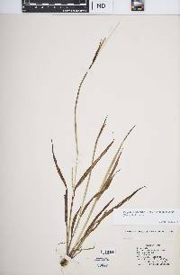 Paspalum setaceum var. muhlenbergii image