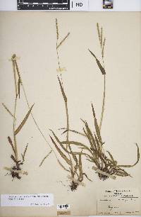 Paspalum setaceum var. muhlenbergii image