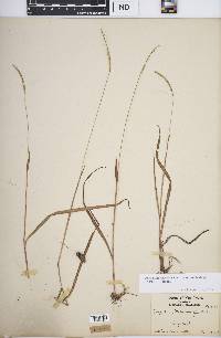 Paspalum setaceum var. muhlenbergii image