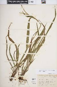 Paspalum setaceum var. muhlenbergii image