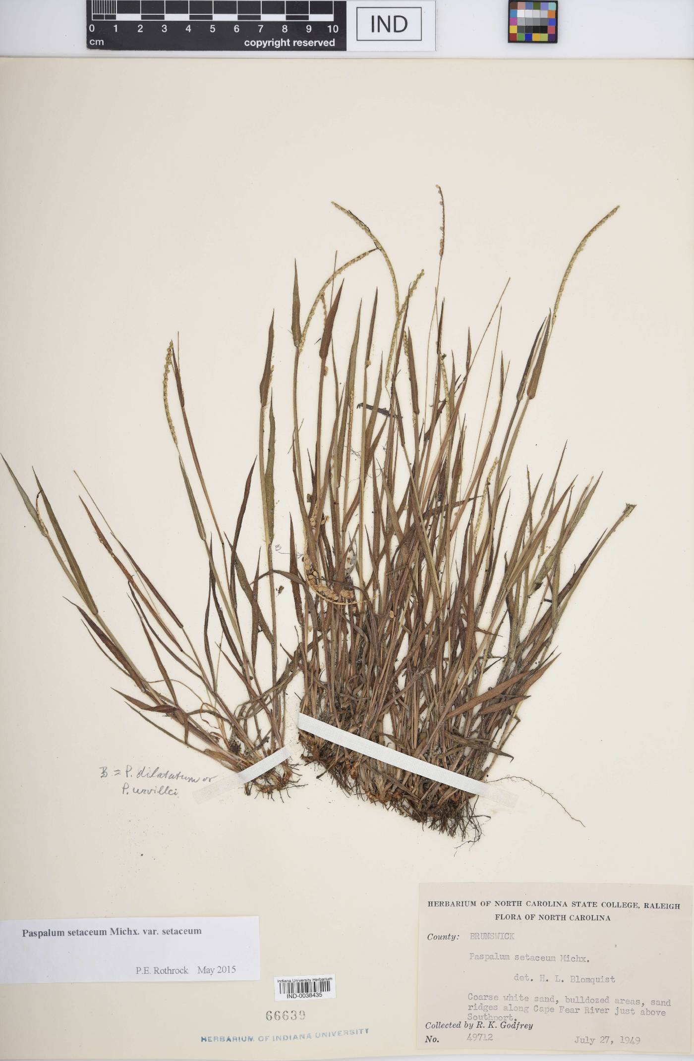 Paspalum setaceum var. setaceum image