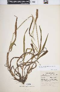 Paspalum setaceum var. stramineum image