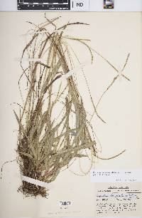 Paspalum setaceum var. stramineum image