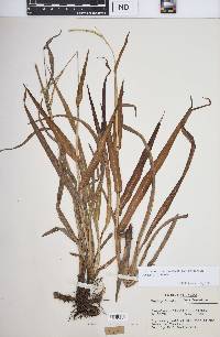 Paspalum setaceum var. stramineum image