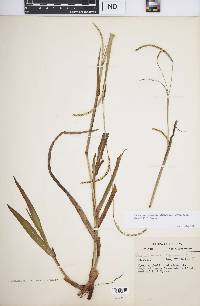 Paspalum setaceum var. stramineum image