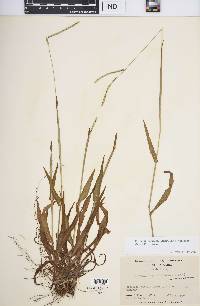 Paspalum setaceum var. stramineum image