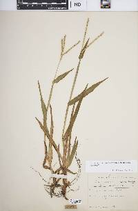 Paspalum setaceum var. supinum image