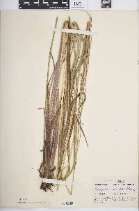 Paspalum urvillei image