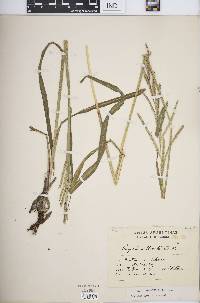 Paspalum urvillei image