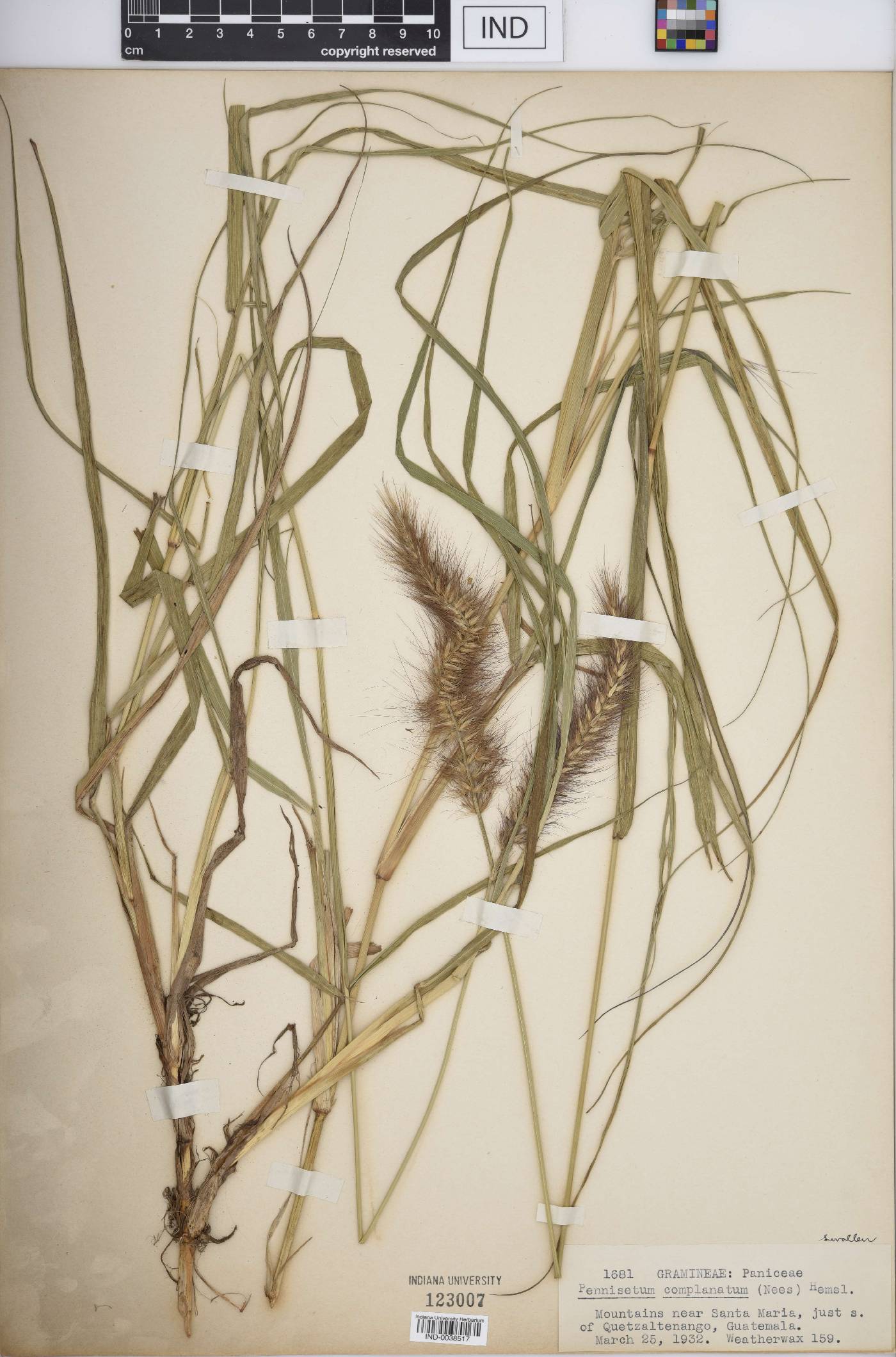 Pennisetum complanatum image