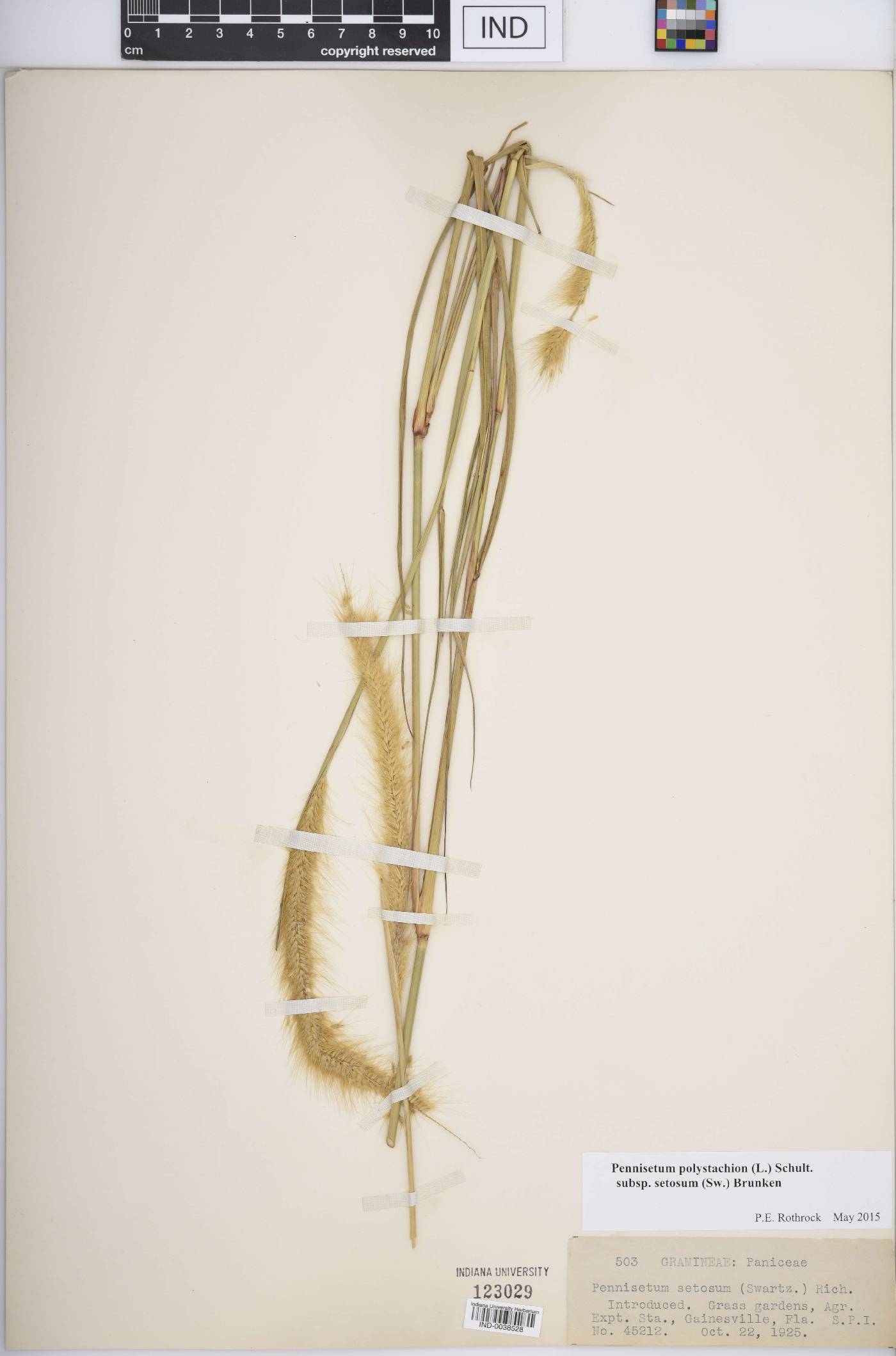 Pennisetum polystachion subsp. setosum image