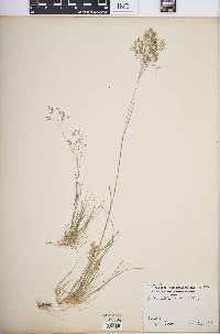 Media resource of Pentaschistis imperfecta
