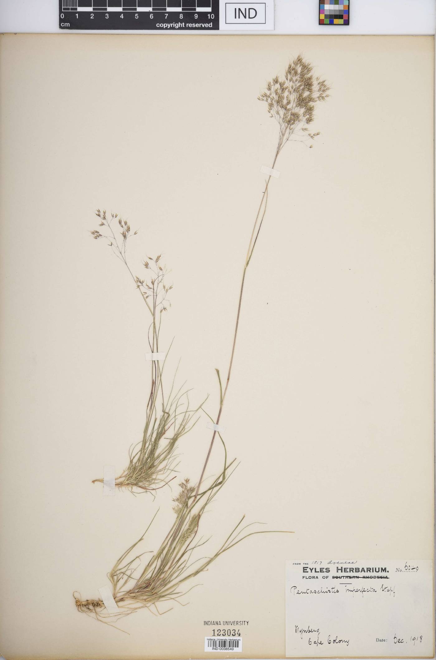 Pentaschistis imperfecta image