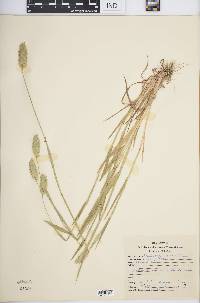 Phalaris caroliniana image