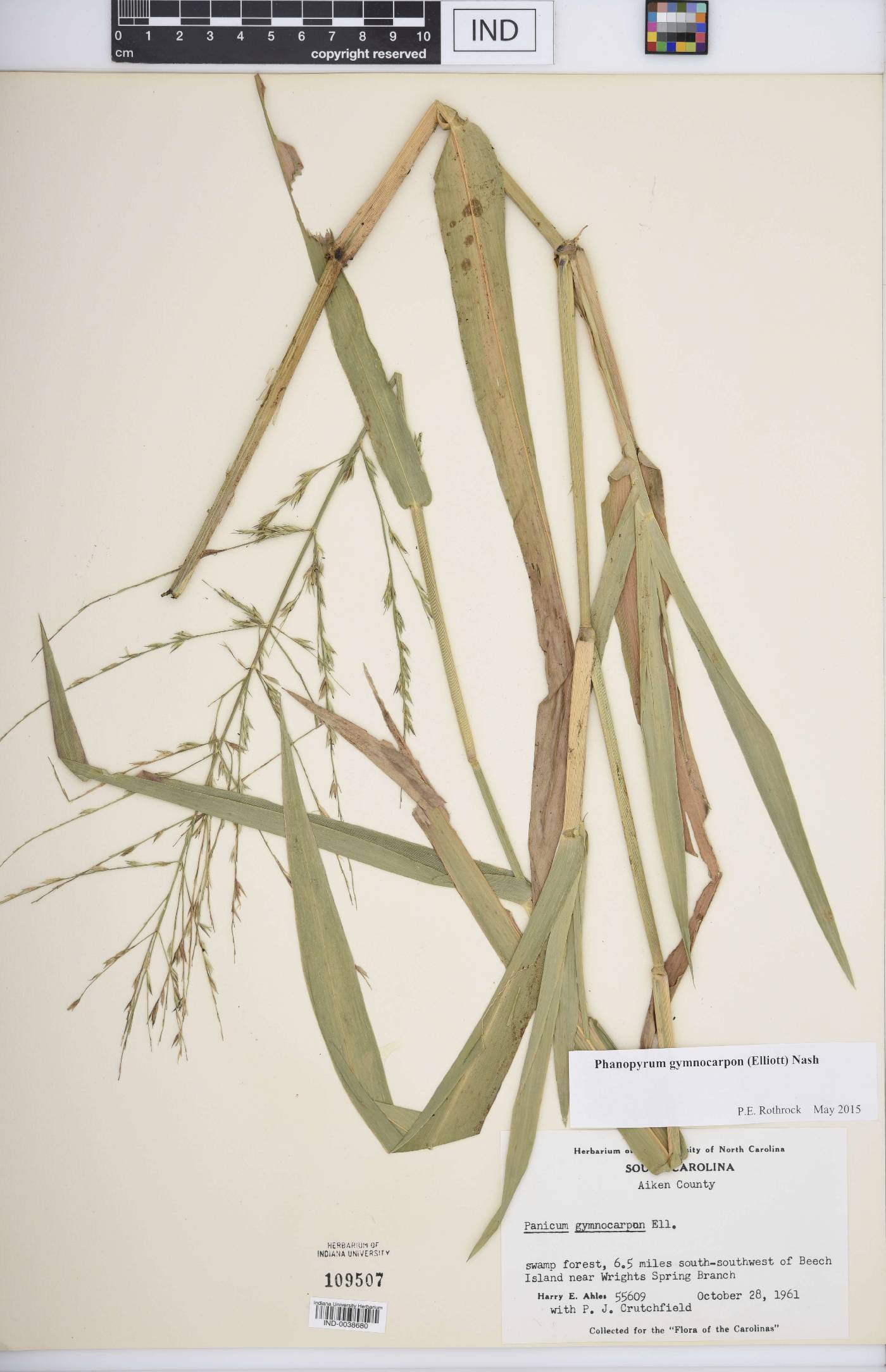 Phanopyrum gymnocarpon image