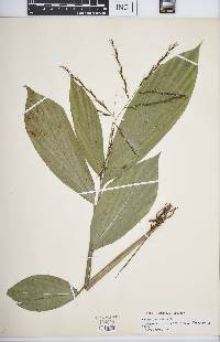 Pharus latifolius image