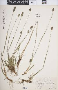 Phleum alpinum image