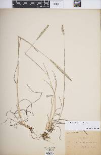 Phleum phleoides image