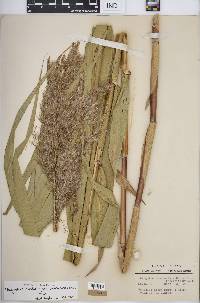 Phragmites australis image