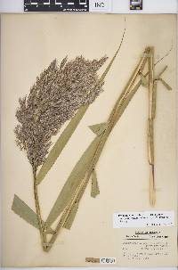 Phragmites australis var. americanus image