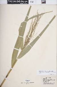 Phragmites australis var. americanus image