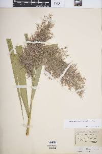 Phragmites australis image