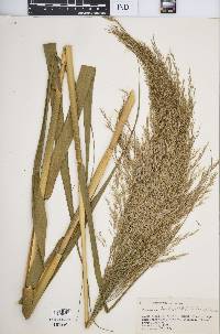 Phragmites karka image