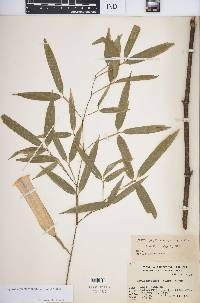 Phyllostachys nigra image