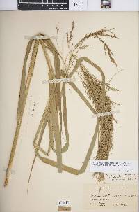 Phragmites australis subsp. berlandieri image