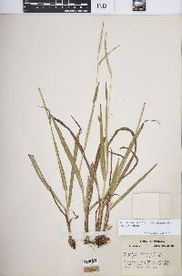 Paspalum setaceum var. muhlenbergii image