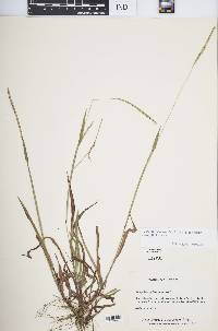 Paspalum setaceum var. muhlenbergii image