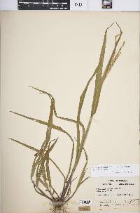 Paspalum setaceum var. muhlenbergii image