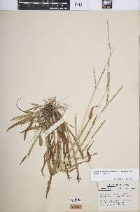 Paspalum setaceum var. muhlenbergii image