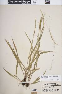 Paspalum setaceum var. muhlenbergii image