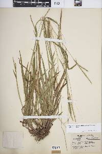 Paspalum setaceum var. muhlenbergii image