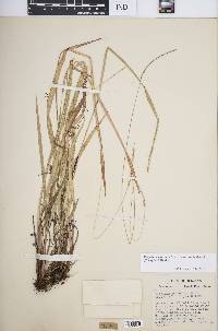 Paspalum setaceum var. muhlenbergii image