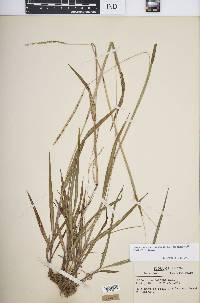 Paspalum setaceum var. muhlenbergii image