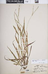 Paspalum setaceum var. muhlenbergii image