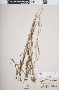 Paspalum setaceum var. muhlenbergii image