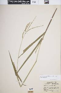 Paspalum setaceum var. muhlenbergii image